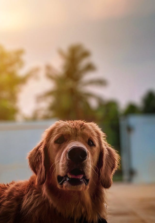 pexels-mithulvarshan-2318990